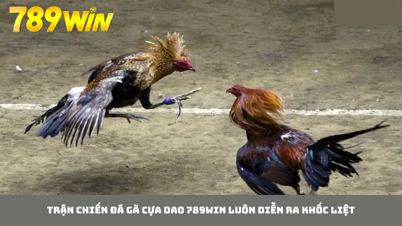 Trận đấu đá gà cựa dao diễn ra nhanh, kịch tích và khốc liệt