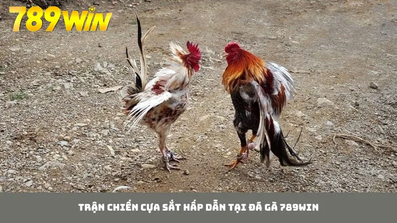 Đá gà 789WIN theo hình thức cựa sắt luôn có sức hấp dẫn lớn với dân chơi