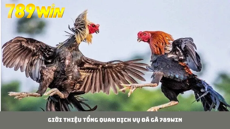 Giới thiệu khái quát sảnh đá gà 789WIN