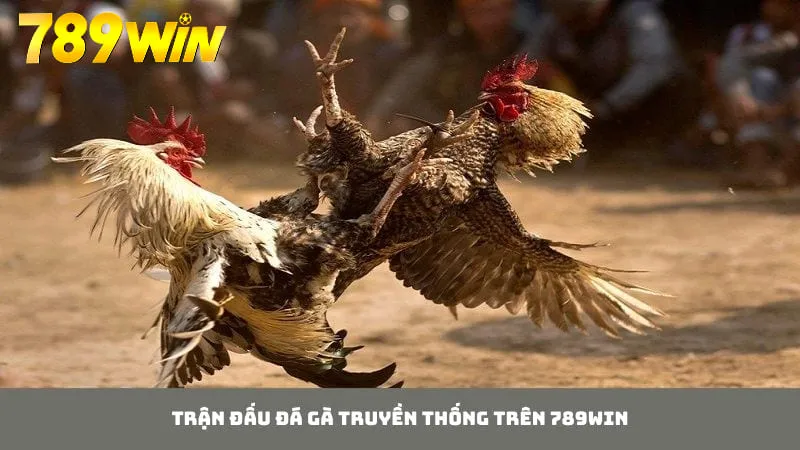 Các trận đấu đá gà truyền thống luôn thu hút đông đảo thành viên tham gia