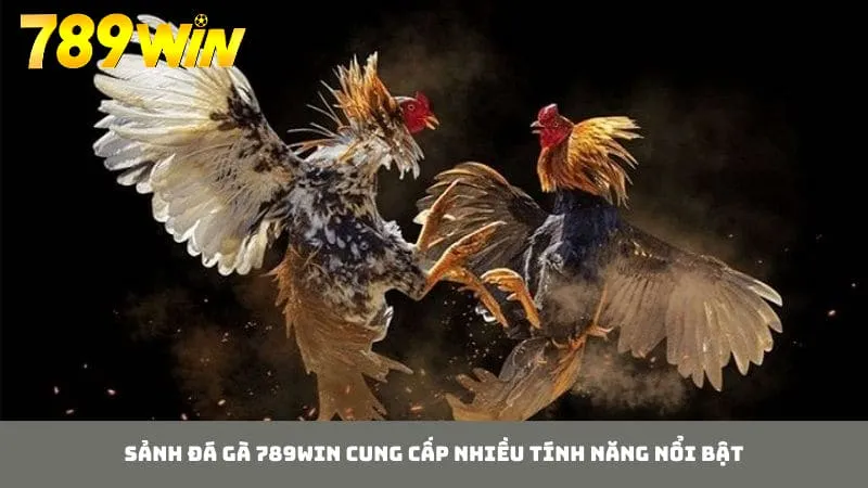 Nhiều ưu điểm nổi bật được cung cấp tại sảnh đá gà 789WIN