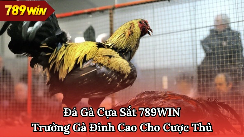 Đá gà cựa sắt 789WIN