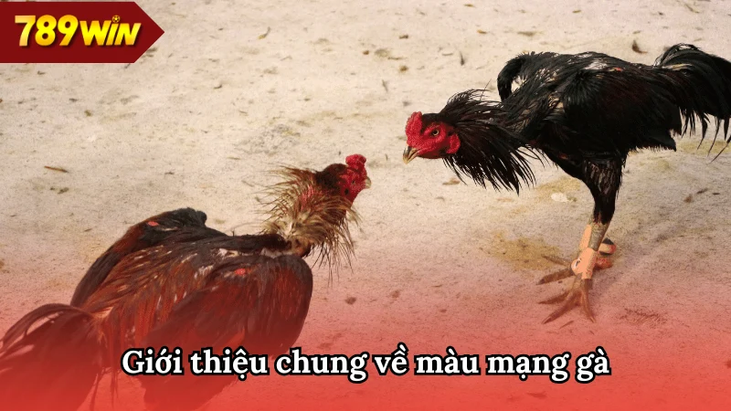 Tổng quan về màu mạng gà 789WIN