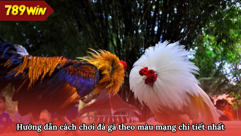 Tìm hiểu về cách chơi chọi gà theo màu mạng gà 789win chi tiết