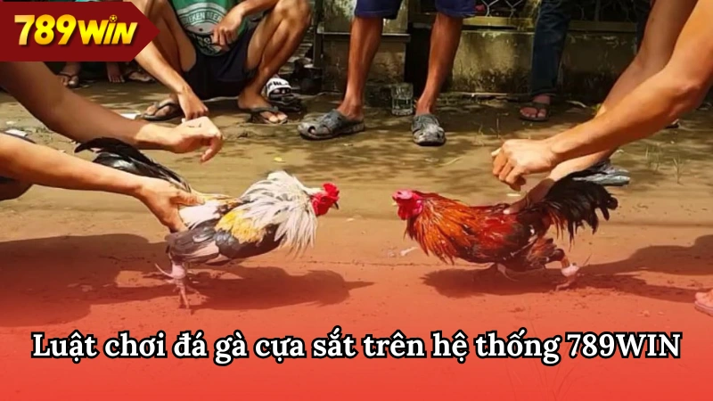 Khám phá luật chơi đá gà cựa sắt 789WIN