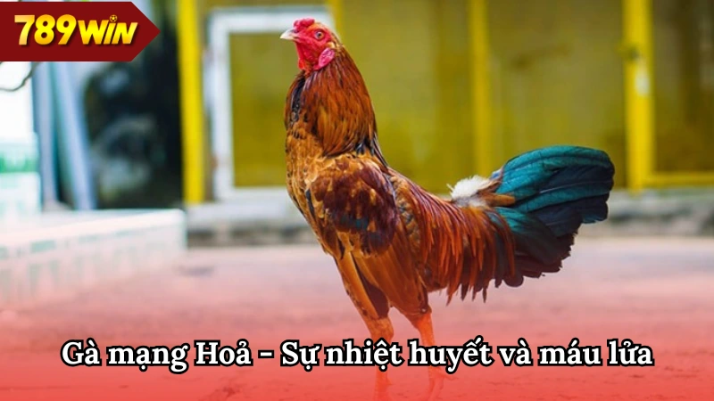 Chiến kê màu mạng gà 789WIN mệnh Hoả thường mạnh mẽ, máu lửa