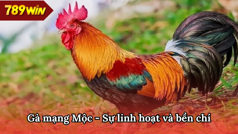 Màu mạng gà 789WIN Mộc sự nhanh nhẹn, khả năng di chuyển uyển chuyển