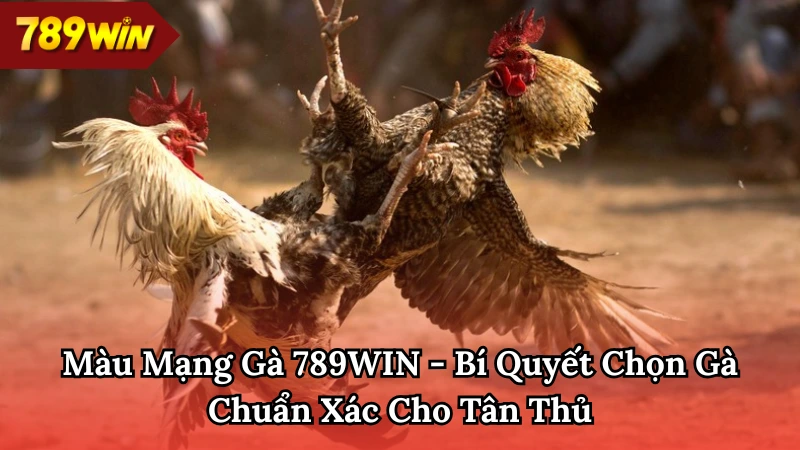 màu mạng gà 789WIN