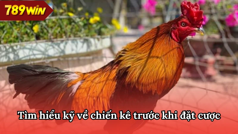 Quan sát và tìm hiểu thật kỹ chiến kê trước khi đặt cược